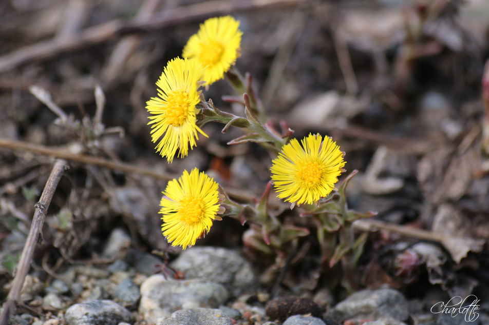 Tussilago Tussilago