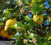 citroner kopiera beskuren citroner kopiera beskuren