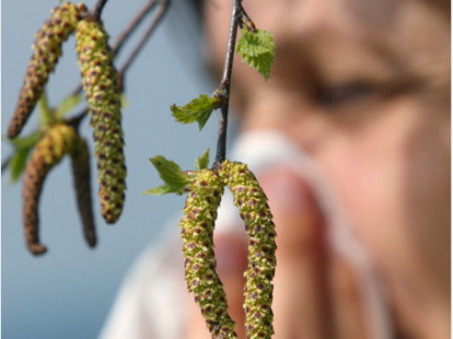 Pollenallergi, Läjeskliniken Pollenallergi, Läjeskliniken