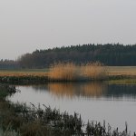 Våtmarken 