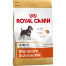 Miniature Schnauzer Adult