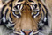 Tiger.1151175227-1