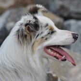 Maja