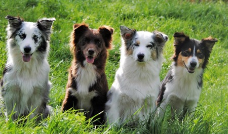 Nikki med döttrarna Milla, Maja och Taiga Nikki med döttrarna Milla, Maja och Taiga