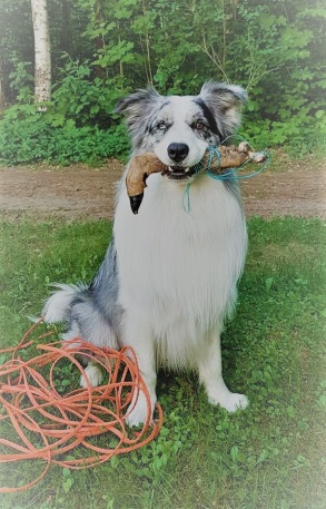 RLDN RLDF RLDA LD Startklass Nikkitorpets Colorado "Algot" RLDN RLDF RLDA LD Startklass Nikkitorpets Colorado "Algot"