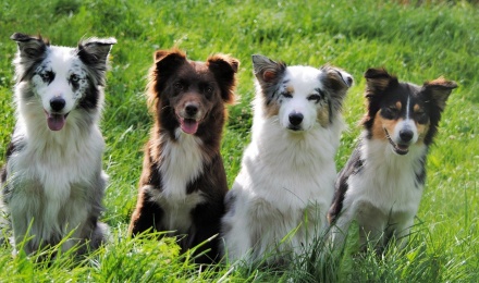 Nikki med döttrarna Milla, Maja och Taiga Nikki med döttrarna Milla, Maja och Taiga