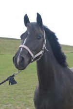 Flicka Flicka