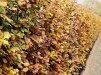 Fagus sylvatica/ Bok