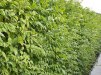 Campsis Madame Galen/ Storblommig trumpetranka 