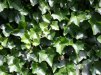 Hedera hibernica/ Storbladig murgröna