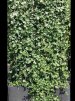 Hedera hibernica/ Storbladig murgröna