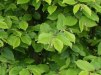 Carpinus betulus/ Avenbok