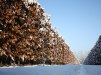 Carpinus betulus/ Avenbok