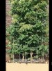 Hydrangea anomale petiolaris/ Klätterhortensia