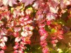 Parthenocissus tricuspidata Veitchii/ Rådhusvin