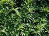 Taxus baccata/ Idegran