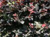 Fagus sylvatica Atropunicea/ Blodbok