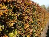 Fagus sylvatica Atropunicea/ Blodbok