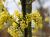 Cornus mas/ Körsbärskornell