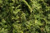 Thuja plicata Excelsa/ Tuja