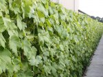 Vitis Boskoop Glory/ Vinranka