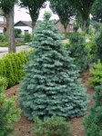 Abies concolor/ Coloradogran