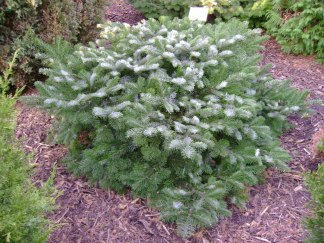 Abies amabilis ‘Spreading Star’/ Purpurgran
