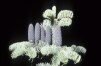 Abies concolor/ Coloradogran