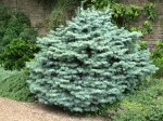 Abies concolor Compacta/ Coloradogran, compacta