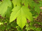 Acer pseudoplatanus/ Tysklönn
