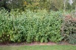 Cornus sericea 'Flaviramea'/ Gullkornell 