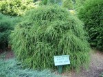 Chamaecyparis pisifera 'Filifera Nana'/ Dvärg trådcypress 