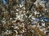 Amelanchier lamarckii/ Prakthäggmispel