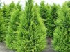 Chamaecyparis lawsoniana 'Stardust'/ Ädelcypress