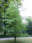 Cercidiphyllum japonicum/ Katsura