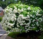Hydrangea paniculata 'Grandiflora'/ Syrenhortensia