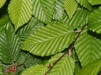 Carpinus betulus/ Avenbok bar-rotad