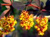 Berberis thunbergii 'Atropurpurea'/  Berberis 
