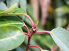 Prunus lusitanica Angustifolia/ Smalbladig portug