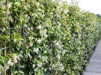 Trachelospermum jasminoides/ Stjärnjasmin