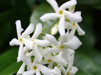 Trachelospermum jasminoides/ Stjärnjasmin