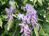 Wisteria sinensis Prolific/ Kinesiskt blåregn