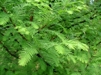 Metasequoia glyptostroboides/ Kinesisk sekvoia