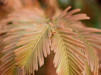 Metasequoia glyptostroboides/ Kinesisk sekvoia