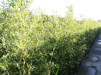 Phyllostachys bissetii/ Bisettbambu