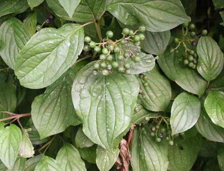 Cornus sanguinea/ Skogkornell