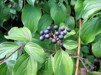 Cornus sanguinea/ Skogkornell