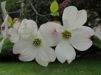 Cornus florida/ amerikansk blomsterkornell
