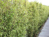 Phyllostachys nigra/ Svartbambu