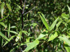 Phyllostachys nigra/ Svartbambu